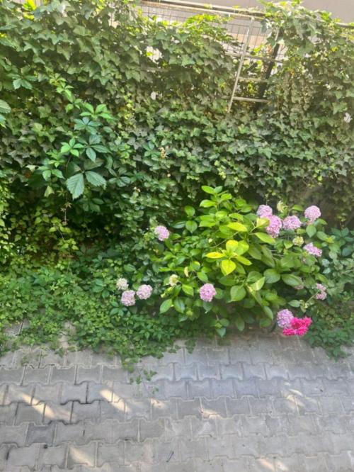 4 Camere Herastrau | Gradina 40 mp | 2 locuri de parcare+boxa 15